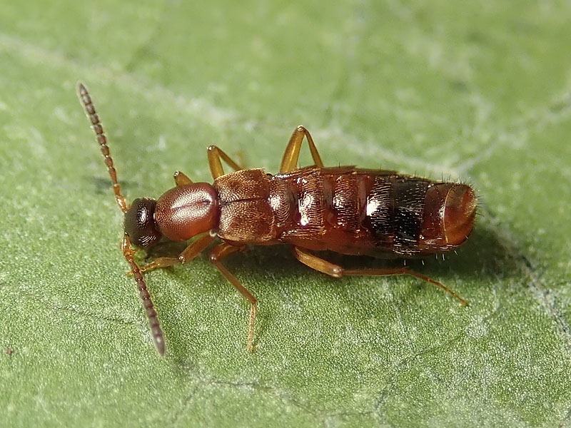 Staphylinidae: Drusilla canaliculata ?  S !